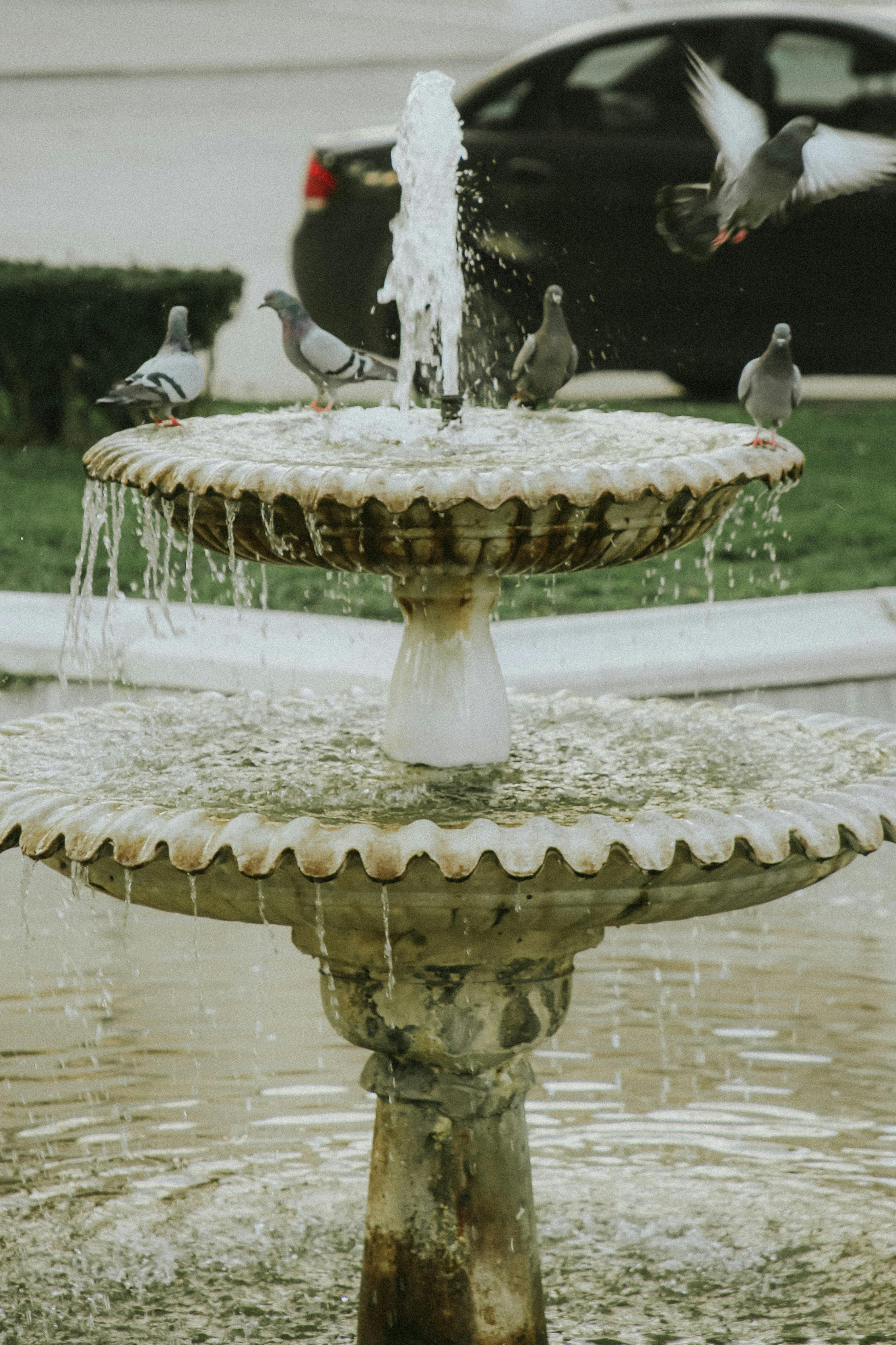 Fountain with pigeons.