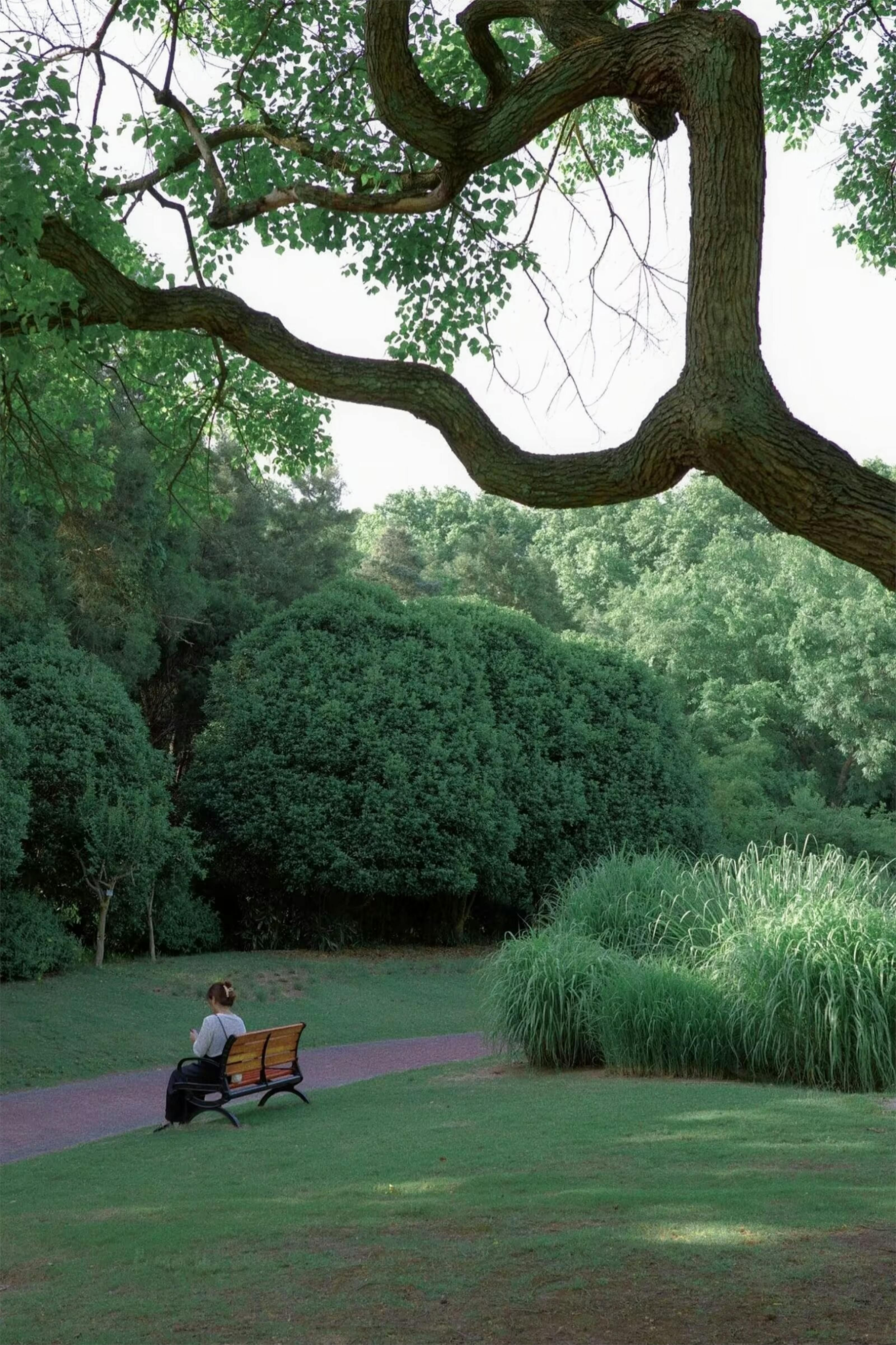 Person sitting on bench in the park.